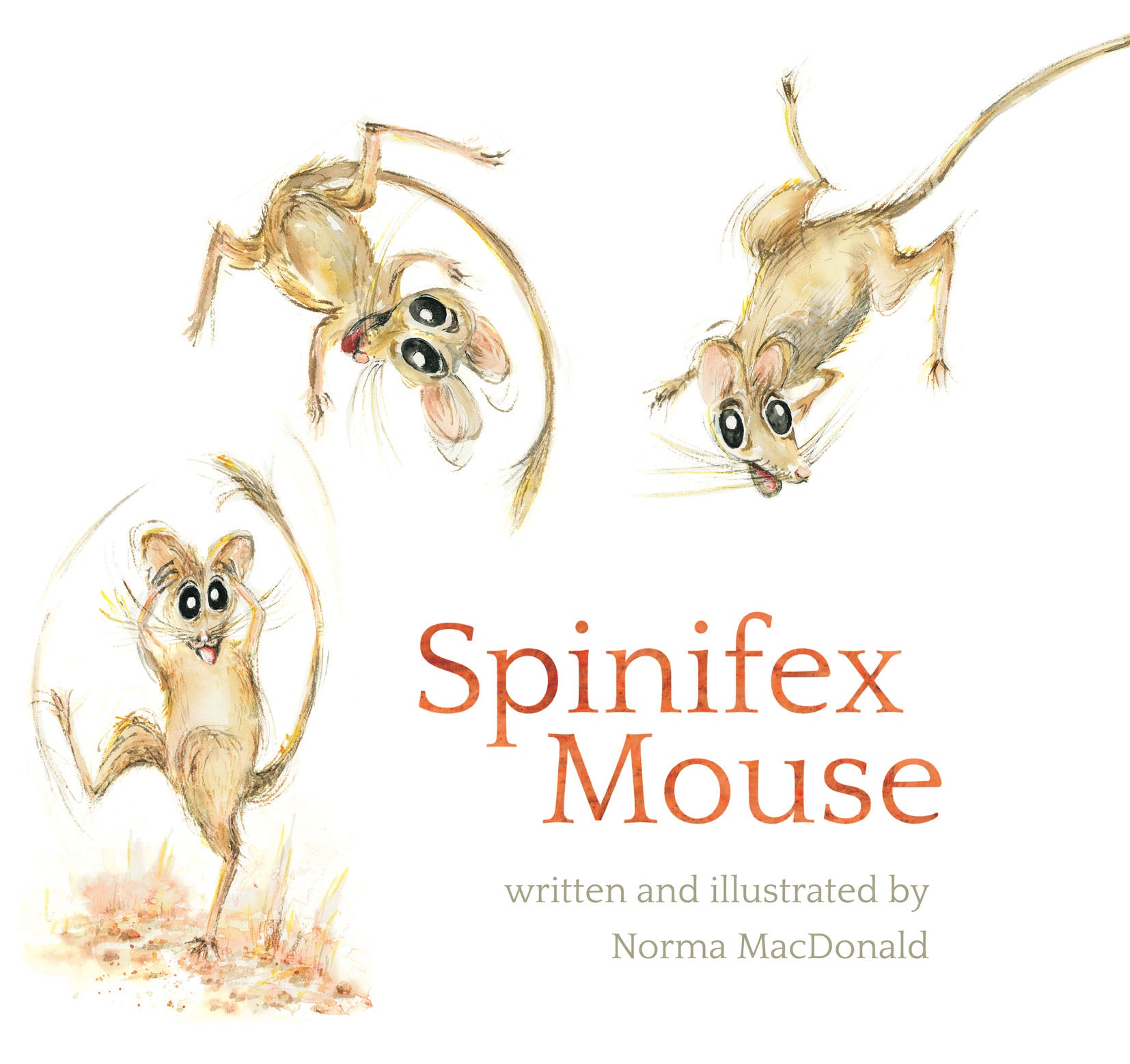 Spinifex Mouse