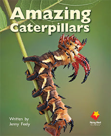 Amazing Caterpillars