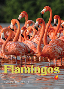 Flamingos