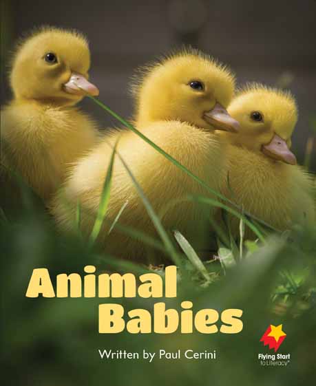 Animal Babies